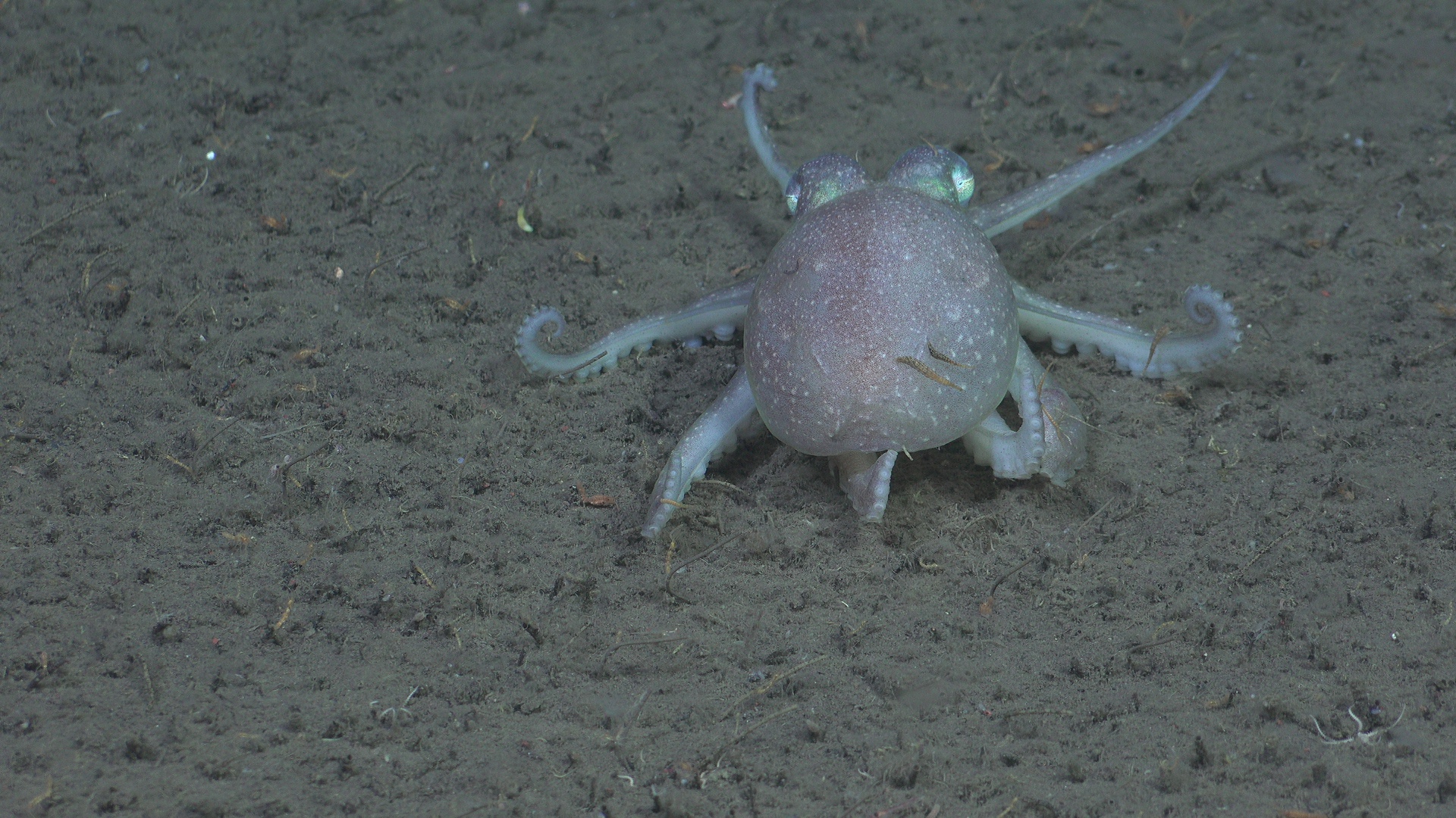 Octopus